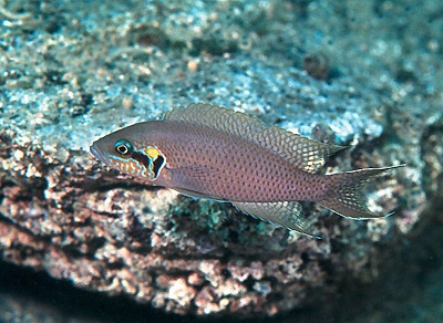 Neolamprologus brichardi 'Karilani Island'